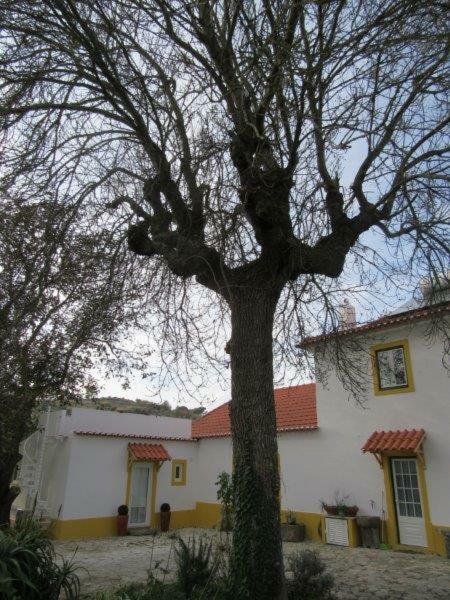 Quintal Do Freixo - Country House Sobral de Monte Agraco Exterior photo